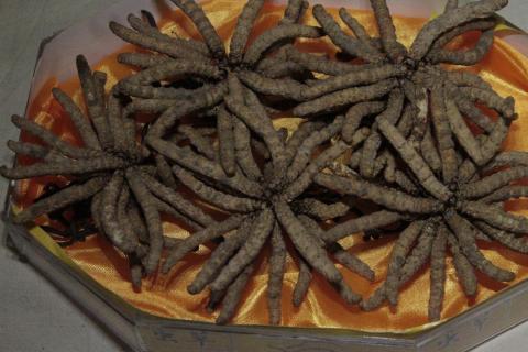 中国で入手したもの その1 再び 冬虫夏草 ですが 日本販売価格は驚きです 冬虫夏草12年度のレビュー ジグソー レビューメディア