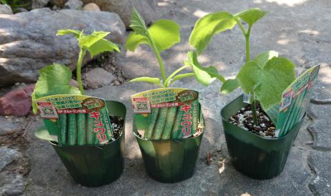 本当に接木しているんです キュウリ 接木苗のレビュー ジグソー レビューメディア