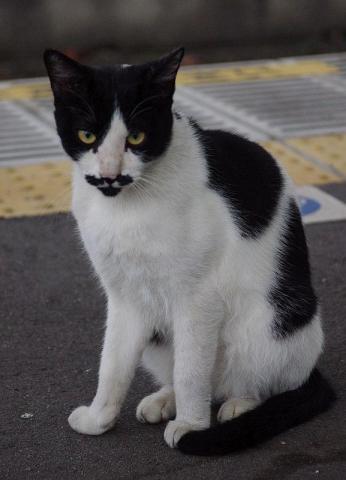 JR鶴見線浅野駅の猫