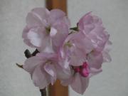 写真3：桜（近景）
