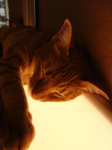写真3：猫の寝顔2010 （in きゃりこ ）