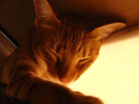 写真4：猫の寝顔2010（in きゃりこ）