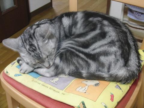 写真5：猫の寝顔2009（in 友人宅）