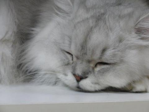 写真9：猫の寝姿2012（in CatMagic）