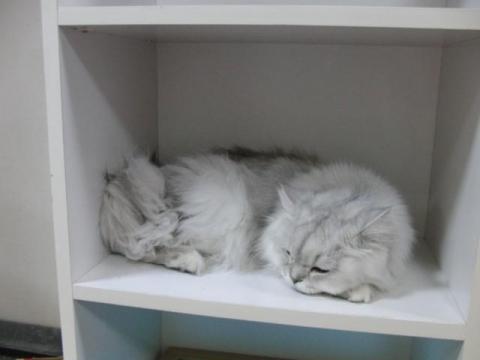 写真10：猫の寝姿2012（in CatMagic）