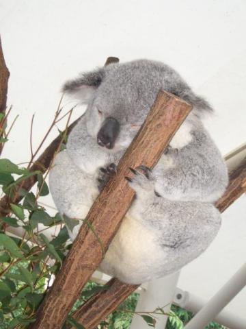 写真15：コアラ寝姿2006（in オーストラリア）