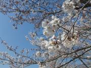写真7：自宅周辺の桜