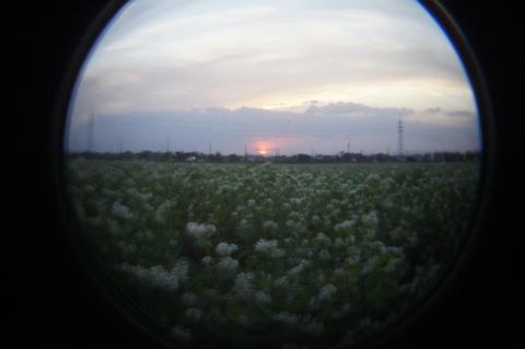 FEL-HL：夕日と蕎麦畑.JPG