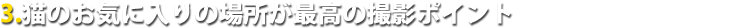 猫のお気に入りの場所が最高の撮影ポイント