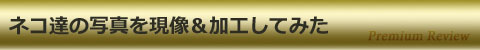 ネコ達の写真を現像&加工してみた
