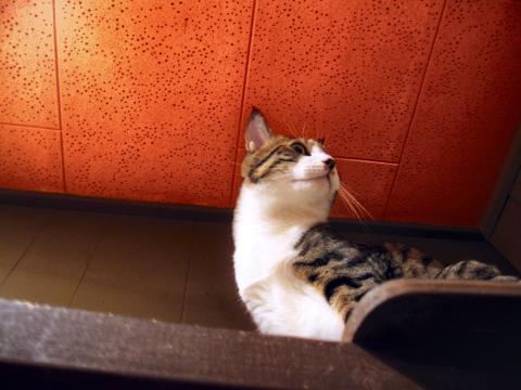 ねこさんレタッチ2 「スタイルを適用」