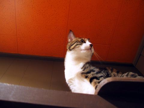 ねこさんレタッチ1 「傷や汚れを微調整」「スライドフィルム効果」