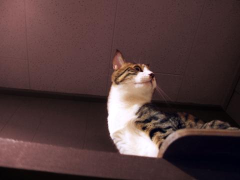 ねこさんレタッチ3 「カラーフィルター(レッド)」