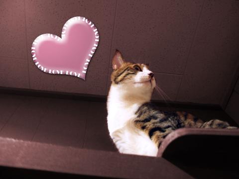 ねこさんレタッチ4 シェイプに文字