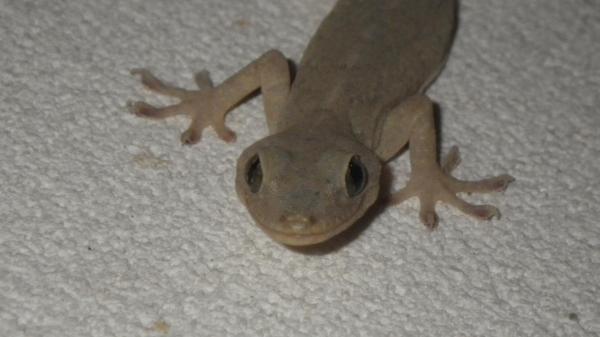 ニッコリ 笑顔が可愛い ヤモリの高画質な画像まとめ 写真まとめサイト Pictas ニッコリ 笑顔が可愛い ヤモリの高画質な画像まとめ 写真まとめサイト Pictas