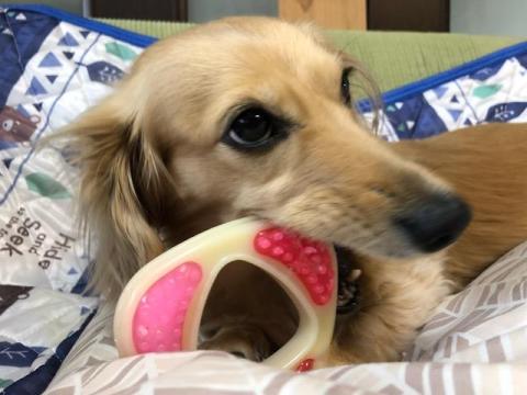 Resultado de imagen para ç¬ Dachshund åããã®