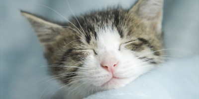 ネコカメ写真教室パート２