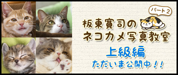 ネコカメ写真教室パート２