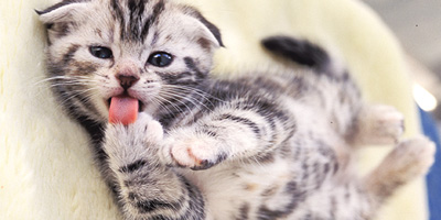 ネコカメ写真教室