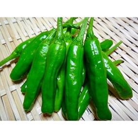 最近 辛くない筈の ししとう がどれも辛い ししとう 100g 無農薬 無化学肥料栽培 千葉県成田市おかげさま農場産 有機ししとう 獅子唐のレビュー ジグソー レビューメディア