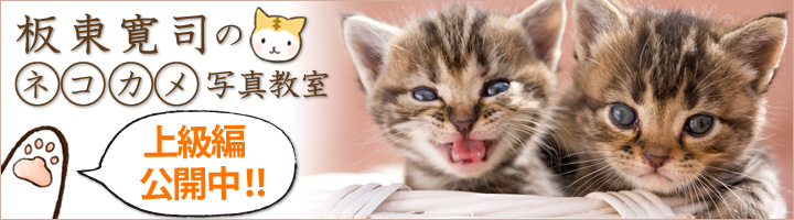 板東寛司のネコカメ写真教室