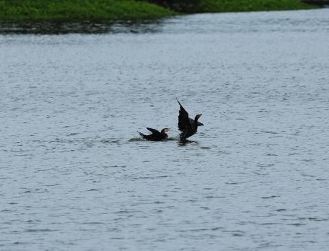 乱舞 EF100-400mm+Extender1.4 f8.0 SS1/200 ISO400 560mm