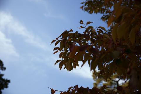 45mm f4 +1/3EV ISO100 SS1/400