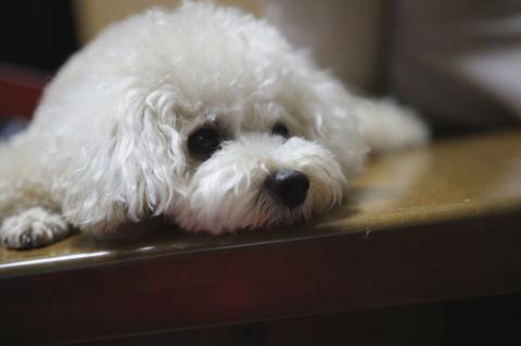 EF50mm f1.8 ISO400 SS1/60