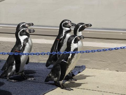 2年前に行った下田水族館のケープペンギン