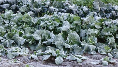 霜で一面真っ白な程の気温