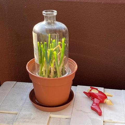 わざわざアストロガンで無くとも…