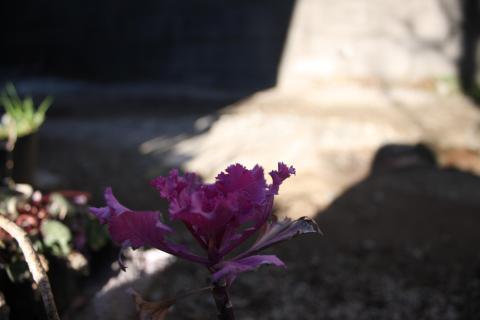 EF-S 18-55mm F3.5-5.6 IS 広角端(18mm)