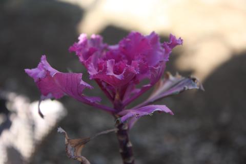 EF-S 18-55mm F3.5-5.6 IS 望遠端(55mm)