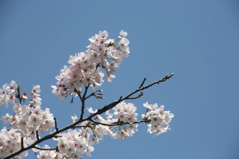 EOS 5D+EF 200mm F2.8L USM