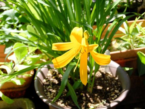 ▲ビビッド(Velvia)