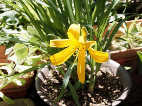 ▲クラシッククローム