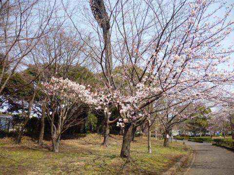 Panasonic LUMIX DMC-S1(広角)