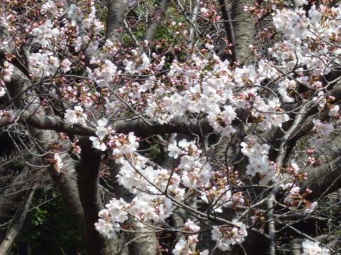 Panasonic LUMIX DMC-S1(ズーム)