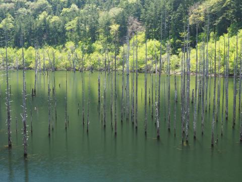 縮小率25%,露出1/25,F8