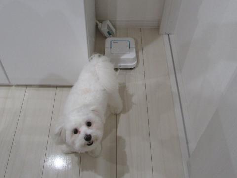 愛犬よりコンパクトなBraava