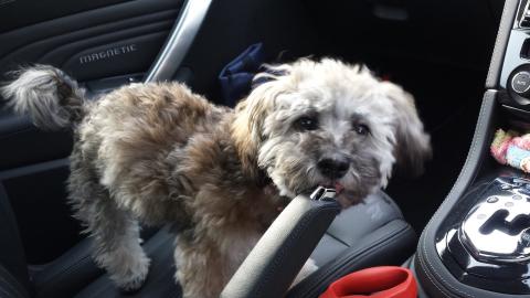 愛犬と一緒 ドアのロゴが際立つ