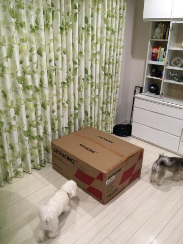 何が来たんだ?と興味津々