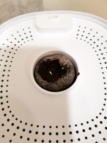 土の上に種子を載せる