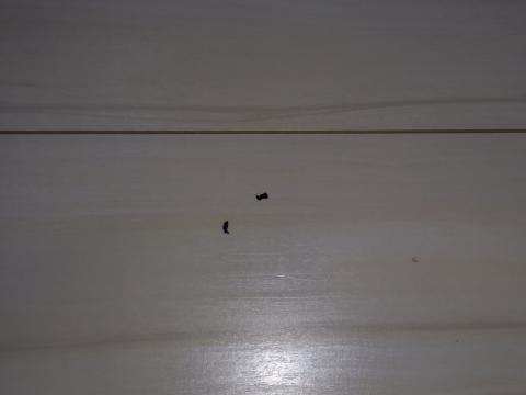 最近、こんな黒いゴミが目立ち始めた