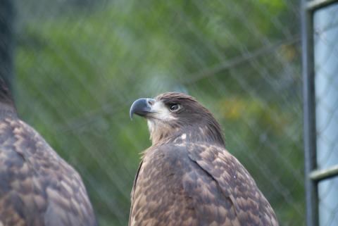 AI AF Zoom-Nikkor 80-200mm f/2.8D