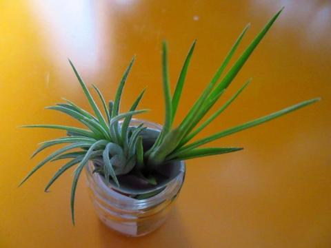 インテリア雑誌などに掲載されることが増えてきたエアープランツ