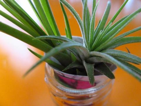 手間をかけずに育てることができる