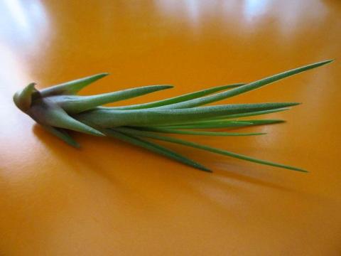 エアープランツのイオナンタ ルブラ