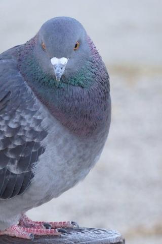 鳩を撮ってみた・・・
