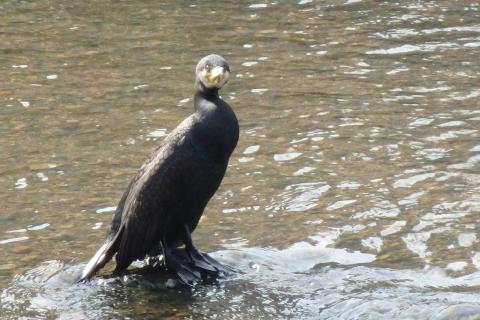 超解像48倍(1200m相当)